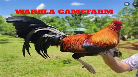 ge mapalad gamefarm|Kanawayon Gamefowl Highlights .